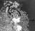 noumeda C.